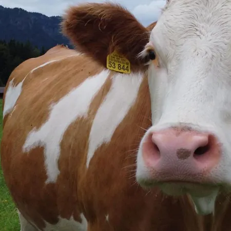 Laerche 2 - Chiemgaukarte Inklusive- Appartamento